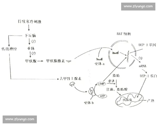 科学高效燃脂塑形全周期运动方案指南打造健康体能与持久活力提升计划